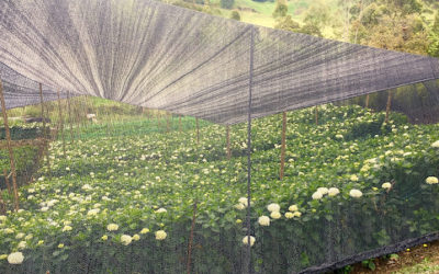 ¿Qué función cumplen las mallas sombras en el sector agrícola?